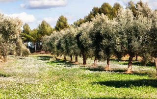 fruehling-toskana olivenöl probieren bei San Luigi