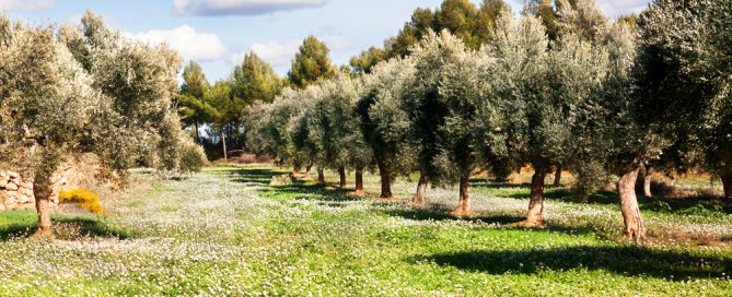 fruehling-toskana olivenöl probieren bei San Luigi