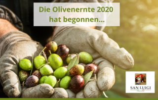 SanLuigi-Die Olivenernte 2020 hat begonnen