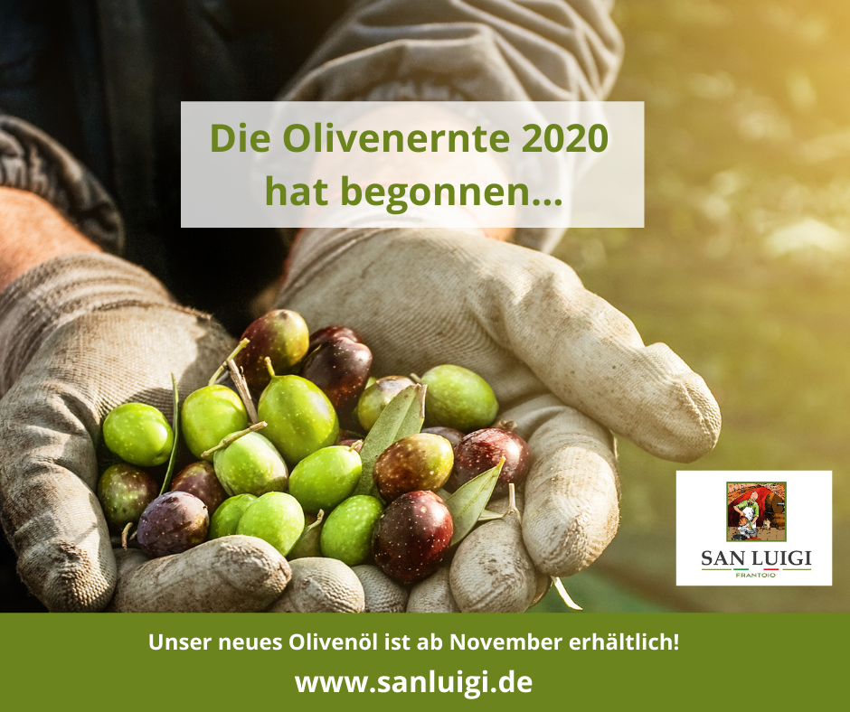 SanLuigi-Die Olivenernte 2020 hat begonnen